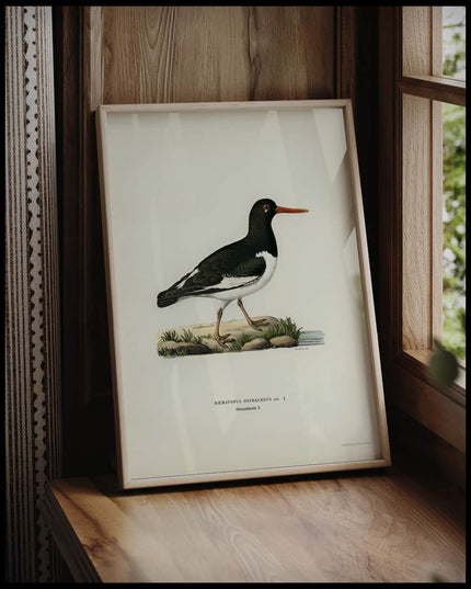 Haematopus Ostralegus Poster