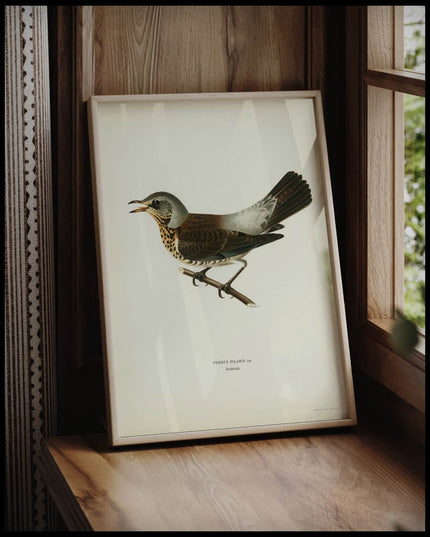 Turdus Pilaris Poster