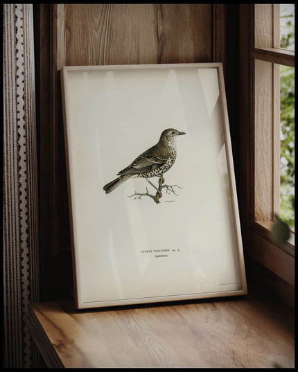 Turdus Viscivorus Poster