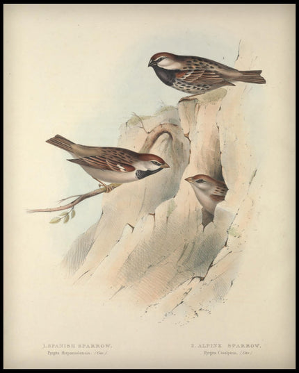 Pyrgita Hispaniolensis & Cisalpina Poster