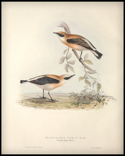 Saxicola Aurita Poster