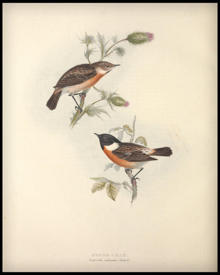 Saxicola Rubicola Poster