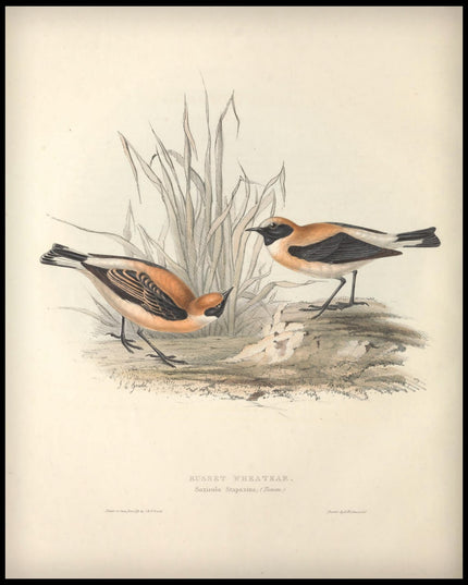 Saxicola Stapazina Poster