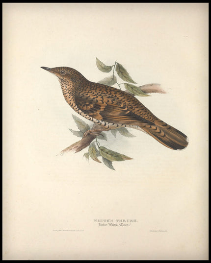 Turdus Whitei Poster